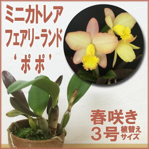 カトレア 肥料の人気商品 通販 価格比較 価格 Com
