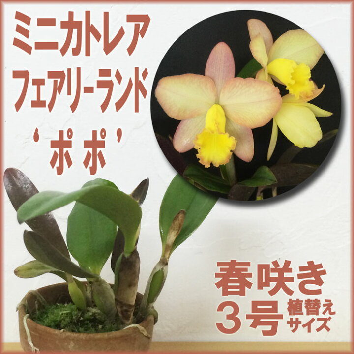 楽天市場 洋ランの苗 ミニカトレア フェアリーランド ポポ 花咲く苗セット 洋ラン栽培セット 素焼き鉢 お花の説明書 肥料 受皿 保証書付き 洋ランの育て方の説明書付き 洋蘭苗栽培キット植え替えカトレアの育て方 カトレア 育て方 森水木のラン屋さん
