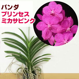 楽天市場 花咲く苗 特徴で選ぶ 季節 四季咲き性 森水木のラン屋さん