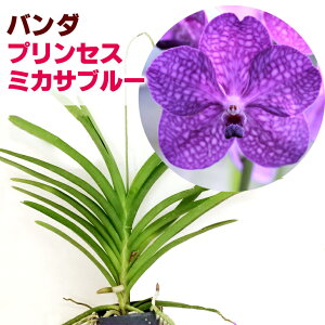 バンダ 花の人気商品 通販 価格比較 価格 Com