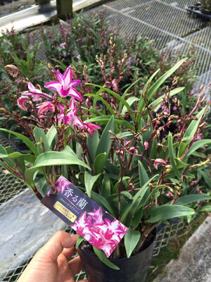 楽天市場 洋ランの苗 デンドロ交配種 レッドスプラッシュ 花咲く苗セット デンドロビューム デンドロビウム洋ラン栽培セット 素焼き鉢 お花の説明書 肥料 受皿 保証書付き デンドロビウムの育て方 デンドロビューム 育て方 森水木のラン屋さん