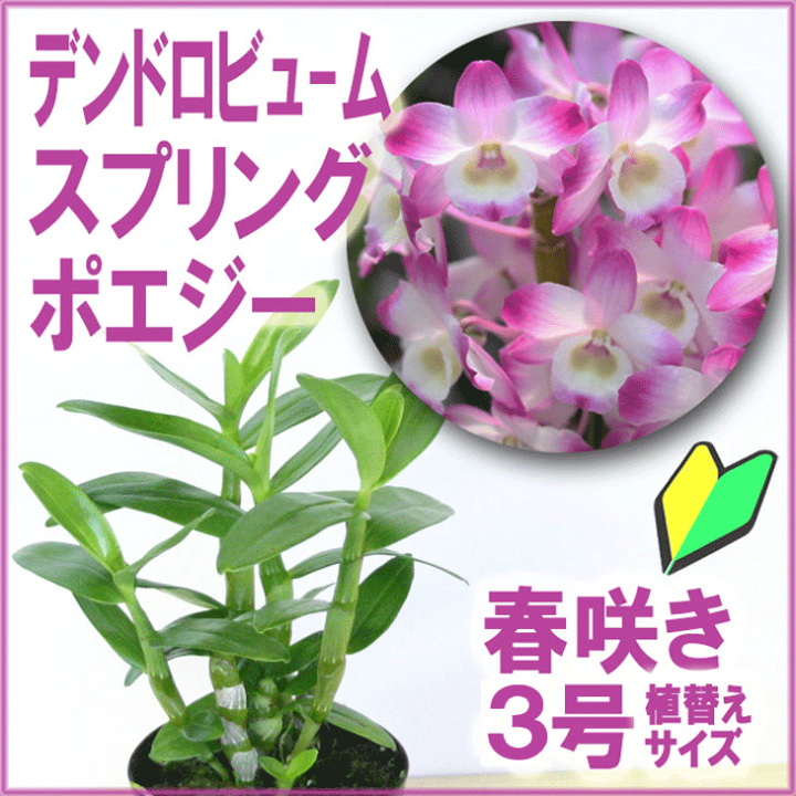 楽天市場 洋ランの苗 デンドロビューム スプリングポエジー 花咲く苗セット 優しい白桃の花が魅力的 洋ラン栽培セット 素焼き鉢 お花の説明書 肥料 受皿 保証書付き 洋ランの育て方の説明書付き 洋蘭苗栽培キット植え替え 森水木のラン屋さん 楽天市場 洋ランの苗 デンドロビューム スプリングポエジー 花咲く苗セット 優しい白桃の花が魅力的 洋ラン栽培セット 素焼き鉢 お花の説明書 肥料 受皿 保証書付き 洋ランの育て方の説明書付き 洋蘭苗栽培キット植え替え 森水木のラン屋さん