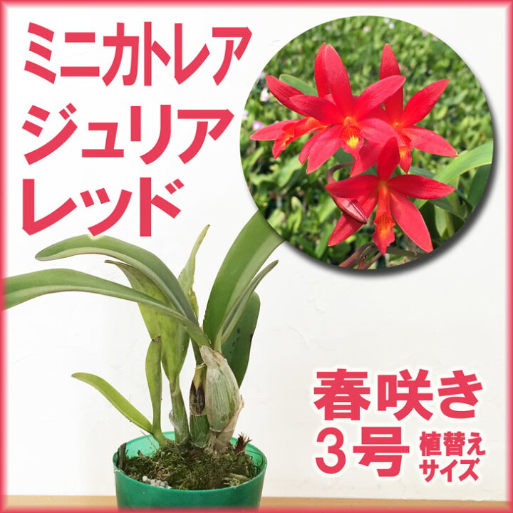 楽天市場 洋ランの苗 ミニカトレア ジュリア レッド 花咲く苗セット 花 セット 花鉢洋ラン栽培セット 説明書付き 洋ランの育て方の説明書付き 洋蘭苗 栽培キット植え替えカトレアの育て方 カトレア 育て方 森水木のラン屋さん