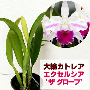 カトレア 苗の人気商品 通販 価格比較 価格 Com