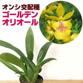 楽天市場 春夏 苗物 ガーデニング 農業 花 ガーデン Diyの通販