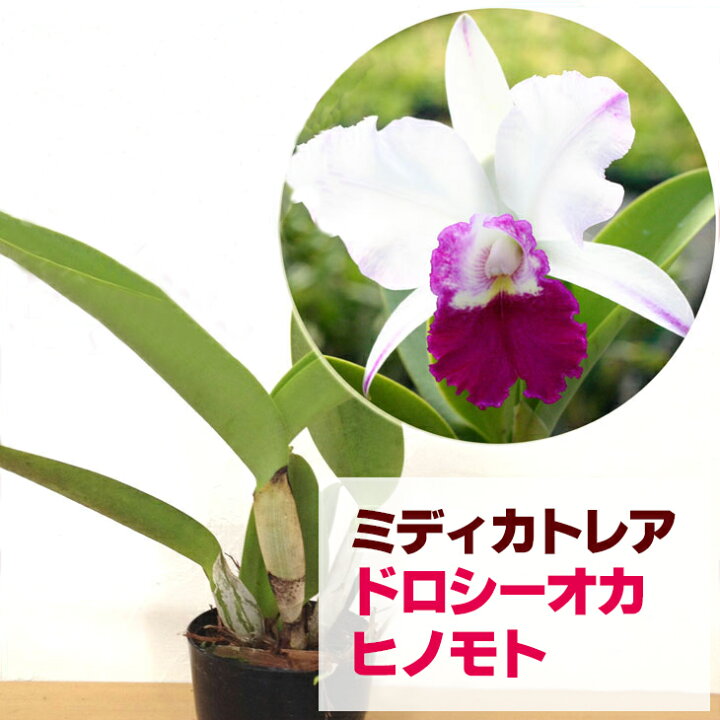 楽天市場 洋ランの苗 ミディカトレア ドロシーオカ ヒノモト 花咲く苗セット Lc Dorothy Oka Hinomoto 洋ラン栽培セット 素焼き鉢 お花の説明書 肥料 受皿 保証書付き 森水木のラン屋さん