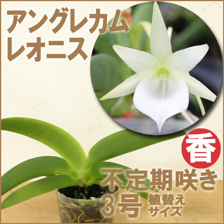 楽天市場 洋ランの苗 アングレカム原種 レオニス 花咲く苗セット 花 セット 花鉢コメット オーキッド 星のような蘭洋ラン栽培セット 説明書付き 森水木のラン屋さん