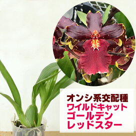 楽天市場 花咲く苗 品種で選ぶ オンシジューム 森水木のラン屋さん 楽天市場 花咲く苗 品種で選ぶ オンシジューム 森水木のラン屋さん