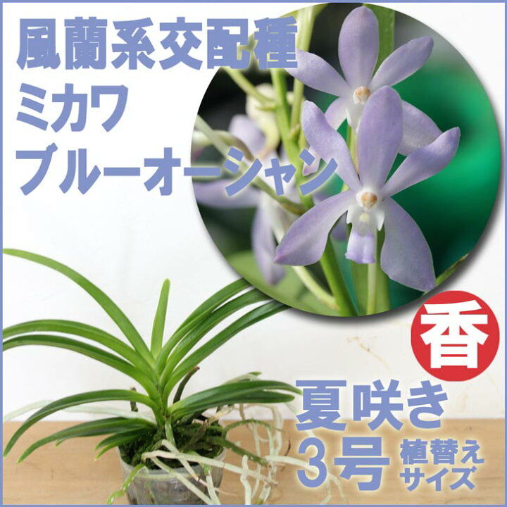 楽天市場 洋ランの苗 風蘭系交配種 ミカワ ブルーオーシャン 花咲く苗セット 洋蘭苗栽培キット洋ラン栽培セット 素焼き鉢 お花の説明書 肥料 受皿 保証書付き 洋ランの育て方の説明書付き 洋蘭苗栽培キット植え替え 森水木のラン屋さん 楽天市場 洋ランの苗 風蘭系交配種 ミカワ ブルーオーシャン 花咲く苗セット 洋蘭苗栽培キット洋ラン栽培セット 素焼き鉢 お花の説明書 肥料 受皿 保証書付き 洋ランの育て方の説明書付き 洋蘭苗栽培キット植え替え 森水木のラン屋さん