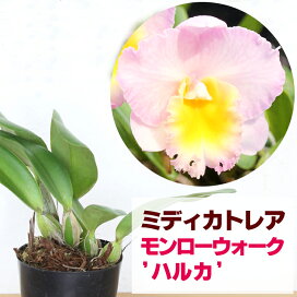 楽天市場 花咲く苗 特徴で選ぶ 香品種 森水木のラン屋さん