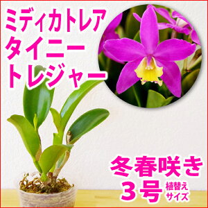 鉢 カトレアの人気商品 通販 価格比較 価格 Com