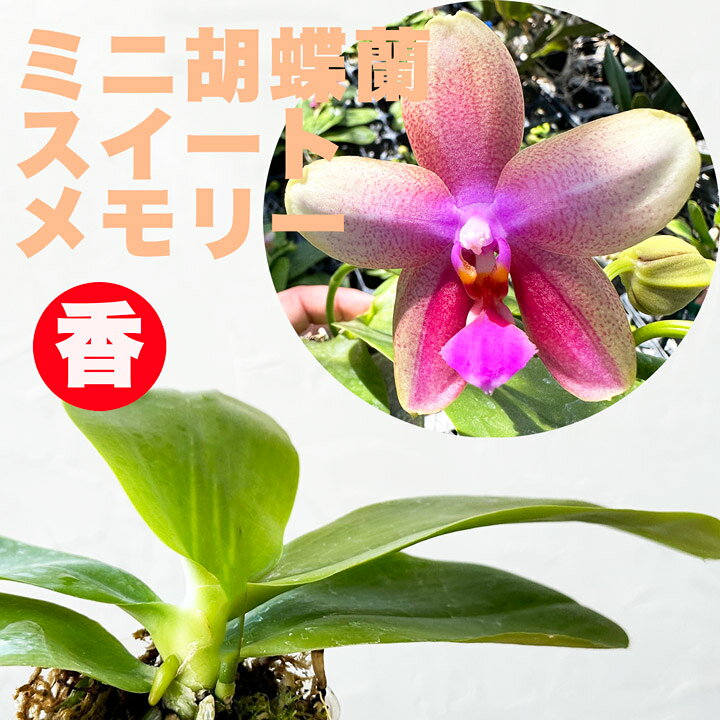楽天市場】洋ランの苗『原種系胡蝶蘭 スイートメモリー 【花咲く苗 