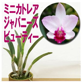 楽天市場】 趣味の洋ラン苗 > カトレア : 森水木のラン屋さん