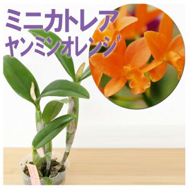 楽天市場】 趣味の洋ラン苗 > カトレア : 森水木のラン屋さん