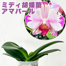 今ならつぼみ、または花付き！--　話題のレア『ミディ胡蝶蘭 「フォンティエン アマパールコンパール」【花咲く苗セット】』洋ラン栽培セット 説明書付き 洋蘭栽培 胡蝶蘭 植え替えセット、素焼き鉢、肥料、受け皿、新聞、説明書付き