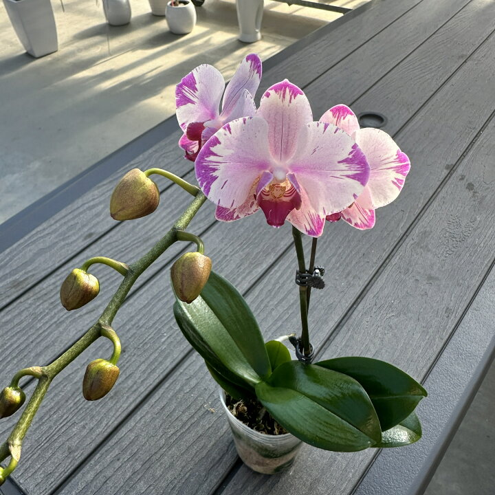 楽天市場】今なら花芽付き！-- 話題のレア『ミディ胡蝶蘭 「フォン  