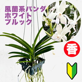 エアプランツ 香りの新品種　洋ランの苗『風蘭系交配種 ホワイトブルック【花咲く苗セット】』花 セット 花鉢洋ラン栽培セット 説明書付き 洋ランの育て方 洋蘭苗栽培キット 植え替えバンダ　Vanada 交配種