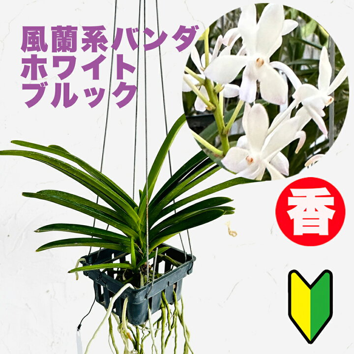 楽天市場】香りの新品種 洋ランの苗『風蘭系交配種 ホワイトブルック 