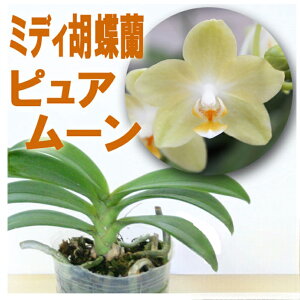 Ȃڂ݁A܂͉ԕtI-- ӒĂcwF usA[v yԍ炭cZbgzx@~fBR`EԔ m͔|Zbg  엿 fĂ Aւ t
