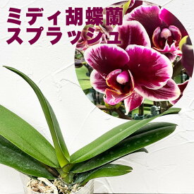 今ならつぼみ、または花付き！--　【新品種登場！】洋ランの苗『ミディ胡蝶蘭「スプラッシュ」【花咲く苗セット】』花 セット 花鉢Phal. (Chiada Gloria × Yu Pin Pearl) 'Splash'　3寸 洋ラン栽培セット 洋ランの育て方の説明書付き