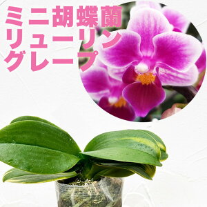 ~j`A^Cv̐lCim̕cw~jӒ [ O[v yԍ炭cZbgzx Zbg ԔyViz R`Em͔|Zbg t Ӓ̈ĕ Ӓ