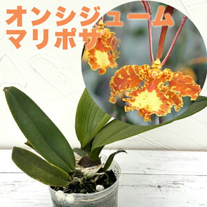 ȂԉtI--m̕cwIVW[̒ԁ@TCRvVX }|T yԍ炭cZbgzxIVWE  Zbg ͔|Zbgɓoꁙʗʂ̏ȂAi NO