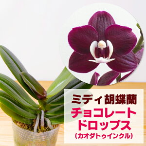 肥料 蘭 苗の人気商品 通販 価格比較 価格 Com