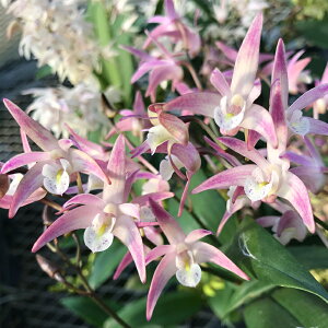 楽天市場 洋ランの苗 デンドロビウム キンギアナム実生品種 花咲く苗セット 洋ラン栽培セット 素焼き鉢 お花の説明書 肥料 受皿 保証書付き 洋ランの育て方の説明書付き 洋蘭苗栽培キット植え替えキンギアナムの育て方 森水木のラン屋さん