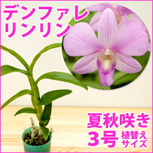 デンファレ 花 苗の人気商品 通販 価格比較 価格 Com