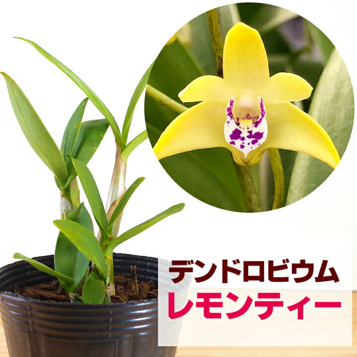 楽天市場 洋ランの苗 デンドロ品種キンギアナム レモンティー 花咲く苗セット 幸せのイメージの黄色 香りが広がる初心者の方に超おススメ 洋ラン栽培セット 素焼き鉢 お花の説明書 肥料 受皿 保証書付き 森水木のラン屋さん 楽天市場 洋ランの苗 デンドロ品種キンギアナム レモンティー 花咲く苗セット 幸せのイメージの黄色 香りが広がる初心者の方に超おススメ 洋ラン栽培セット 素焼き鉢 お花の説明書 肥料 受皿 保証書付き 森水木のラン屋さん