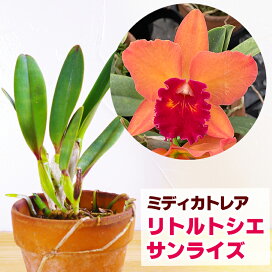 楽天市場 花咲く苗 特徴で選ぶ 香品種 森水木のラン屋さん