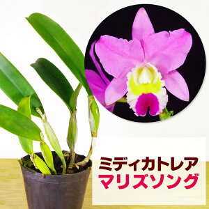 カトレア 肥料 苗の人気商品 通販 価格比較 価格 Com