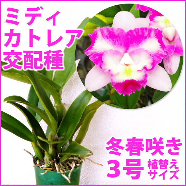 楽天市場 洋ランの苗 ミディカトレア交配種 花咲く苗セット マリズソングを親に持つピンクのカトレア超希少種 洋ラン栽培セット 素焼き鉢 お花の説明書 肥料 受皿 保証書付き カトレアの育て方 森水木のラン屋さん