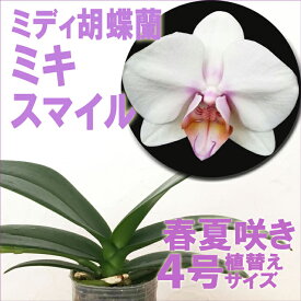 今ならつぼみ、または花付き！-- 洋ランの苗『ミディ胡蝶蘭（ミニ　ファレノプシス）「ミキスマイル」【花咲く苗セット】』花 セット 花鉢洋ラン栽培セット 説明書付き 胡蝶蘭の育て方 胡蝶蘭 育て方
