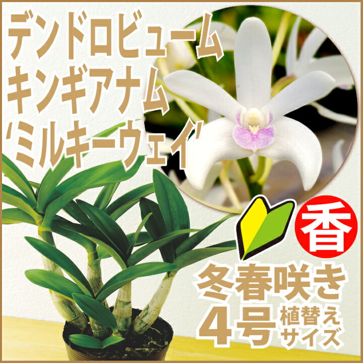 楽天市場 洋ランの苗 今ならつぼみ または花付き デンドロ品種キンギアナム ミルキーウェイ 花咲く苗セット 洋ラン栽培セット 素焼き鉢 お花の説明書 肥料 受皿 保証書付き 洋ランの育て方の説明書付き 洋蘭苗栽培キット植え替えキンギアナムの育て方 森水木の 楽天市場 洋ランの苗 今ならつぼみ または花付き デンドロ品種キンギアナム ミルキーウェイ 花咲く苗セット 洋ラン栽培セット 素焼き鉢 お花の説明書 肥料 受皿 保証書付き 洋ランの育て方の説明書付き 洋蘭苗栽培キット植え替えキンギアナムの育て方 森水木の