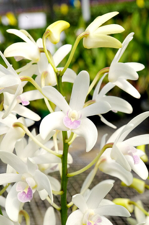 楽天市場 洋ランの苗 デンドロ品種キンギアナム ミルキーウェイ 花咲く苗セット 花 セット 花鉢洋ラン栽培セット 説明書付き 洋ランの育て方の説明書付き 洋蘭苗栽培キット植え替えキンギアナムの育て方 森水木のラン屋さん 楽天市場 洋ランの苗 デンドロ品種キンギアナム ミルキーウェイ 花咲く苗セット 花 セット 花鉢洋ラン栽培セット 説明書付き 洋ランの育て方の説明書付き 洋蘭苗栽培キット植え替えキンギアナムの育て方 森水木のラン屋さん