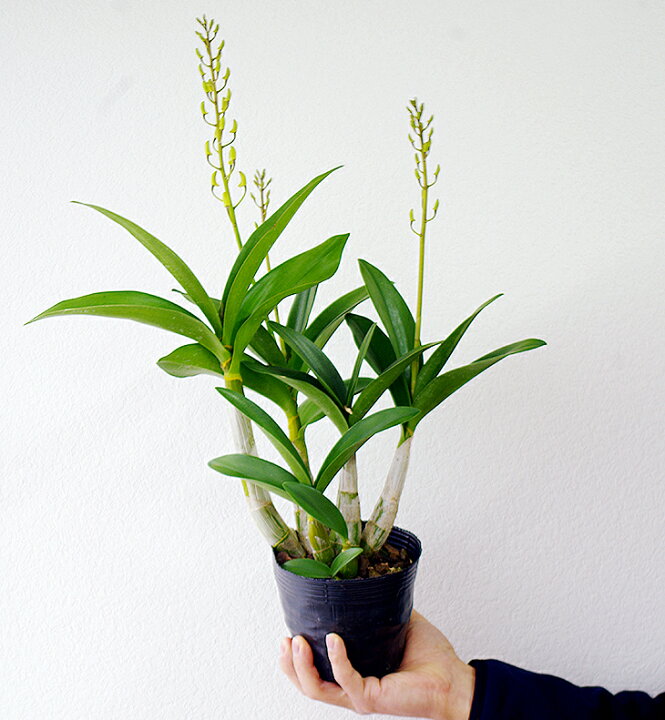 楽天市場 洋ランの苗 デンドロ品種キンギアナム ミルキーウェイ 花咲く苗セット 花 セット 花鉢洋ラン栽培セット 説明書付き 洋ランの育て方の説明書付き 洋蘭苗栽培キット植え替えキンギアナムの育て方 森水木のラン屋さん 楽天市場 洋ランの苗 デンドロ品種キンギアナム ミルキーウェイ 花咲く苗セット 花 セット 花鉢洋ラン栽培セット 説明書付き 洋ランの育て方の説明書付き 洋蘭苗栽培キット植え替えキンギアナムの育て方 森水木のラン屋さん