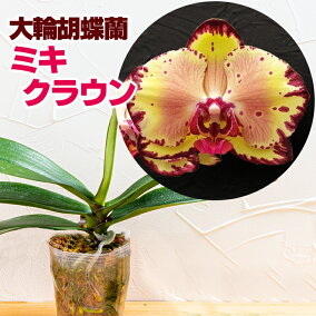 楽天市場 花の苗物 人気ランキング1位 売れ筋商品