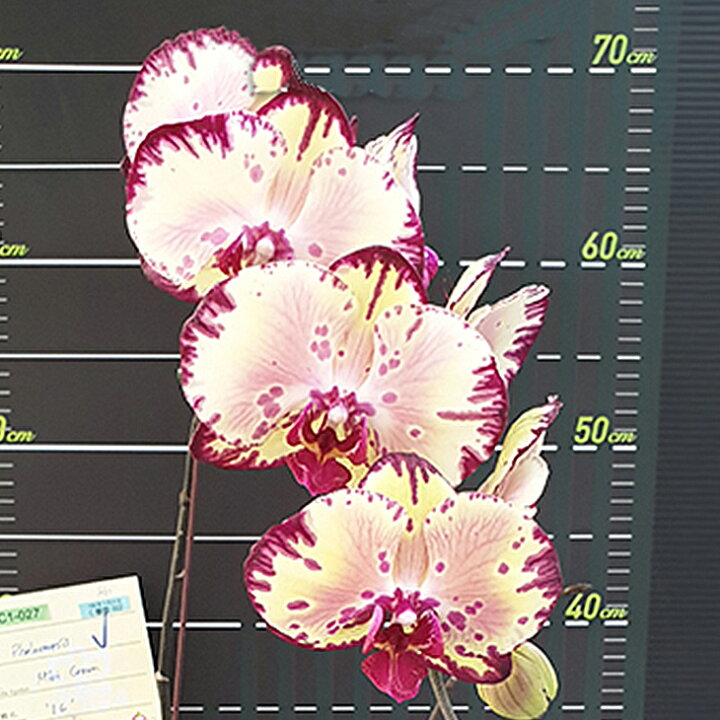 楽天市場 魅惑の花柄洋ランの苗 大輪胡蝶蘭 ミキクラウン 花咲く苗セット コチョウラン洋ラン栽培セット 素焼き鉢 お花の説明書 肥料 受皿 保証書付き 胡蝶蘭の育て方 胡蝶蘭 育て方 森水木のラン屋さん