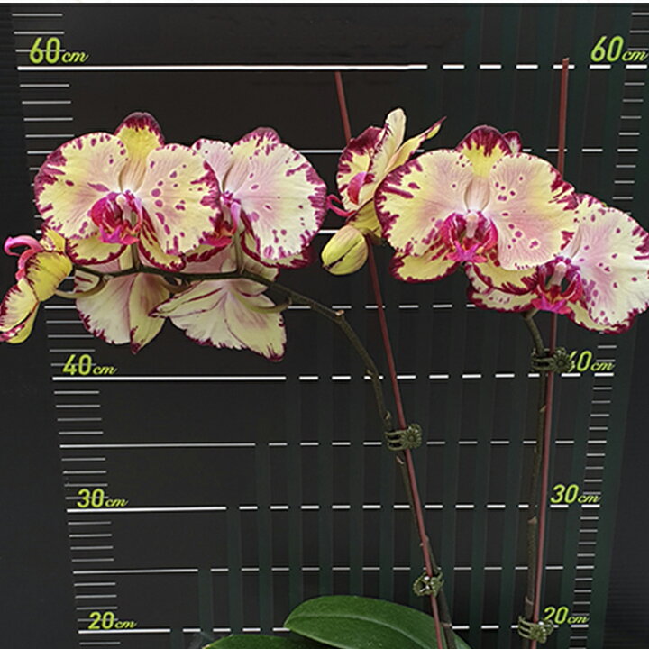 楽天市場 魅惑の花柄洋ランの苗 大輪胡蝶蘭 ミキクラウン 花咲く苗セット コチョウラン洋ラン栽培セット 素焼き鉢 お花の説明書 肥料 受皿 保証書付き 胡蝶蘭の育て方 胡蝶蘭 育て方 森水木のラン屋さん