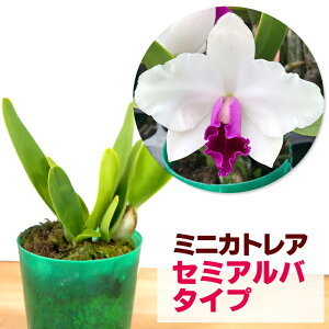 カトレア 苗の人気商品 通販 価格比較 価格 Com