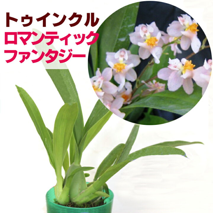 楽天市場 香る洋ラン 洋ランの苗 オンシジューム トゥインクル ロマンティックファンタジー パープル 花咲く苗セット 花 セット 花鉢オンシジウム ツインクル洋ラン栽培セット 説明書付き オンシジウムの育て方 森水木のラン屋さん