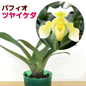 パフィオツヤイケダ花咲く苗Paph.TsuyaIkeda