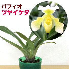 楽天市場 花咲く苗 花色で選ぶ 黄 森水木のラン屋さん