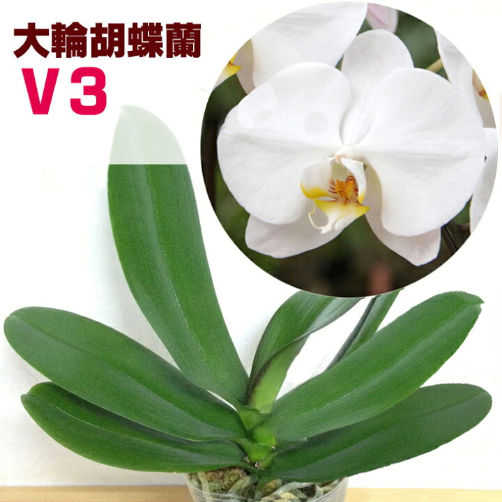 楽天市場 洋ランの苗 今ならつぼみ または花付き 大輪白胡蝶蘭 V3 花咲く苗セット 世界で最も選ばれている最高峰ファレノプシスの白品種をご 自宅で 洋蘭栽培の趣味をプレゼントに 胡蝶蘭の育て方 森水木のラン屋さん