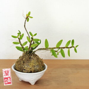 苔玉素晴らしい花を咲かせてくれます♪デンドロロディゲシー苔玉