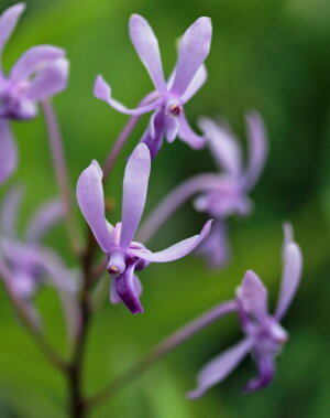 楽天市場 洋ランの苗 青風蘭 ブルームーン 花咲く苗セット Nhk 趣味の園芸 で紹介された人気品種をご自宅で 洋ラン栽培セット 素焼き鉢 お花の説明書 肥料 受皿 保証書付き 森水木のラン屋さん