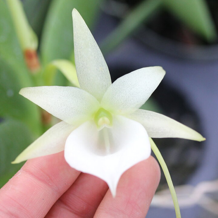 楽天市場 洋ランの苗 アングレカム原種 レオニス 花咲く苗セット 花 セット 花鉢コメット オーキッド 星のような蘭洋ラン栽培セット 説明書付き 森水木のラン屋さん