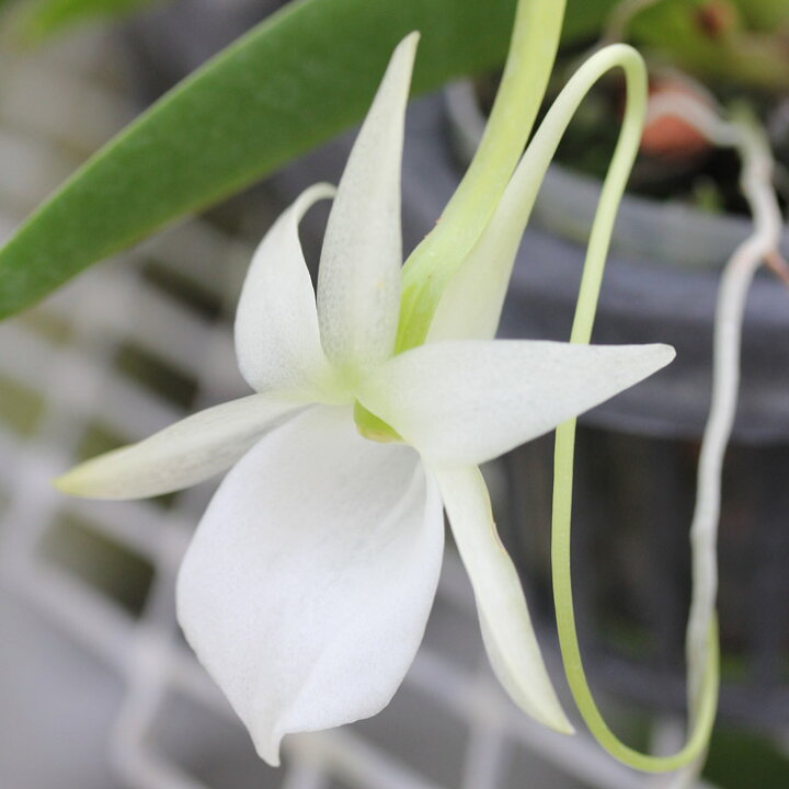 楽天市場 洋ランの苗 アングレカム原種 レオニス 花咲く苗セット 花 セット 花鉢コメット オーキッド 星のような蘭洋ラン栽培セット 説明書付き 森水木のラン屋さん