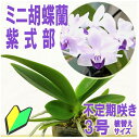 今ならつぼみ、または花付き！-- 胡蝶蘭 当店一番人気の洋ランの苗　『青い胡蝶蘭 「紫式部」 【花咲く苗セット】』ミ…